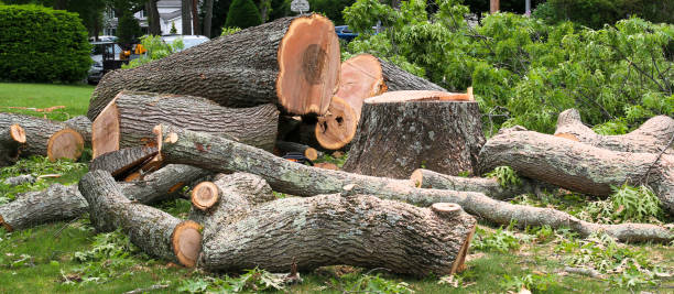 Best Hazardous Tree Removal  in Ontonagon, MI