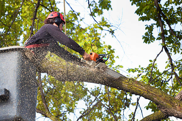 Best Lawn Dethatching  in Ontonagon, MI